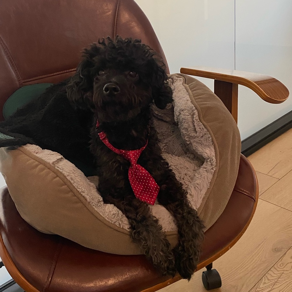 Red polka dot pup tie